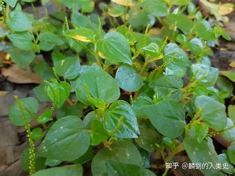 胡椒藤|【植物界全系列】胡椒目—胡椒科（上）